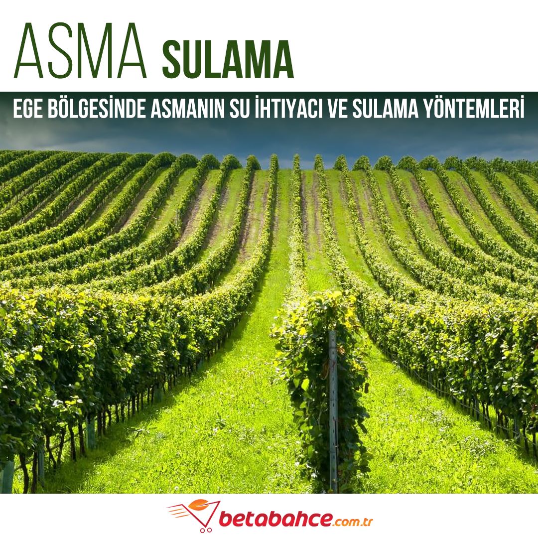 asmanın su ihtiyacı